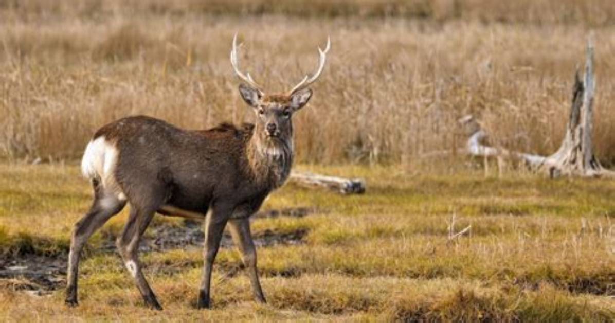 Are Sika Deer Generalists?