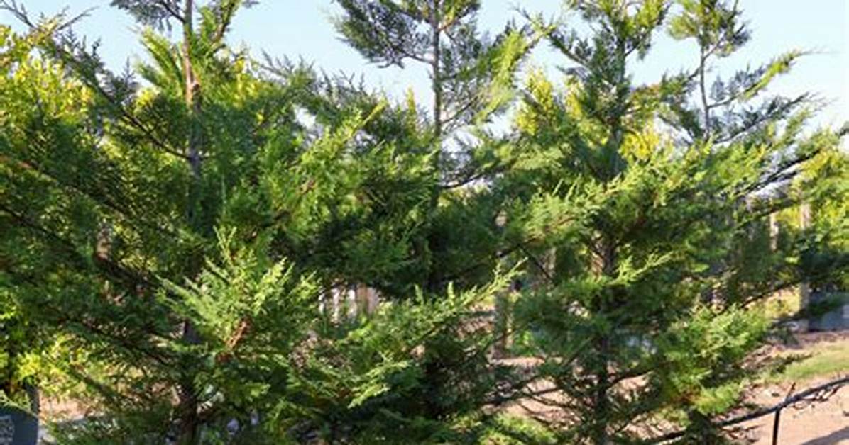 Are Silk Trees Evergreen
