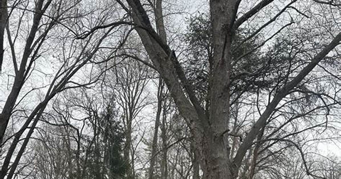Are Silver Maples Bad