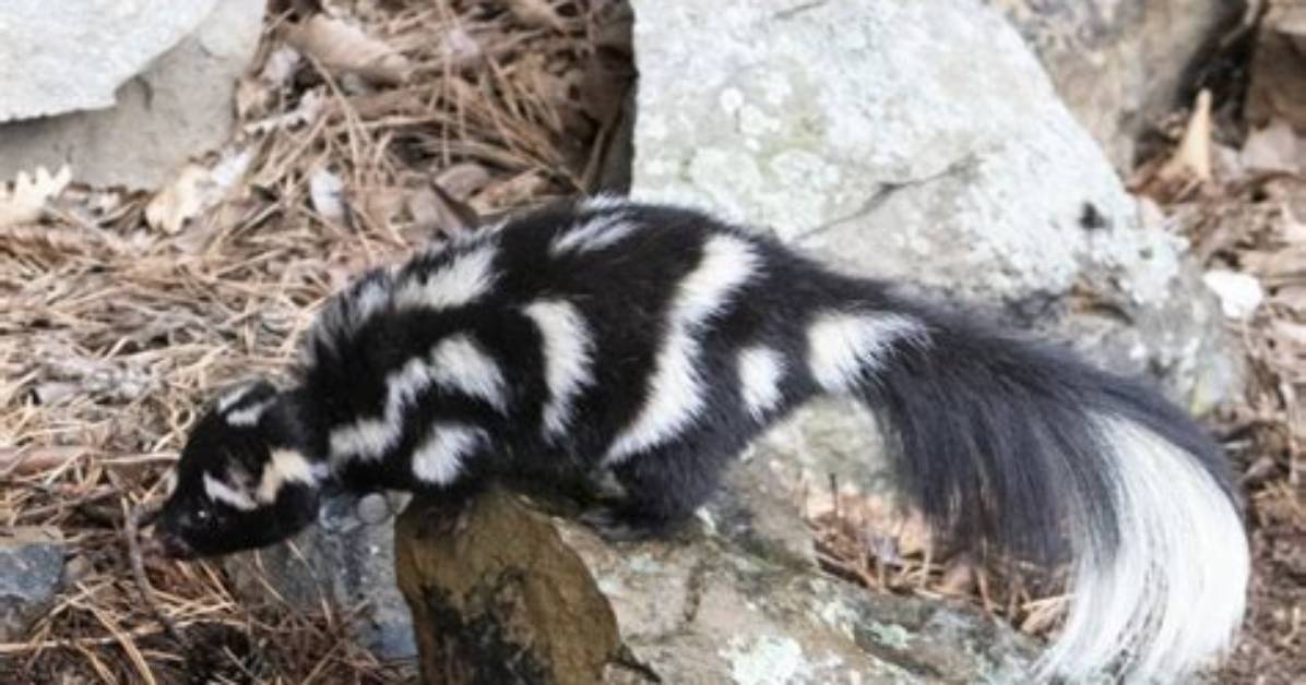Are Skunks Good for Anything