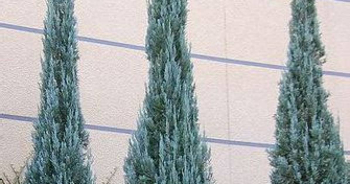 Are Skyrocket Junipers Deer Resistant?