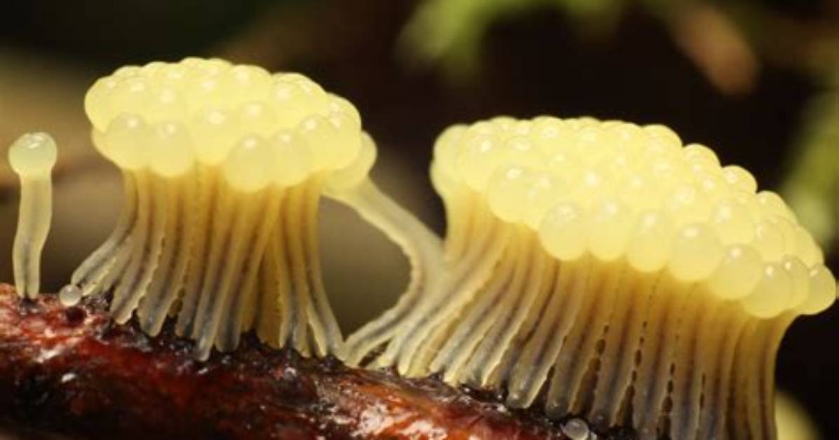 Are Slime Molds Protists