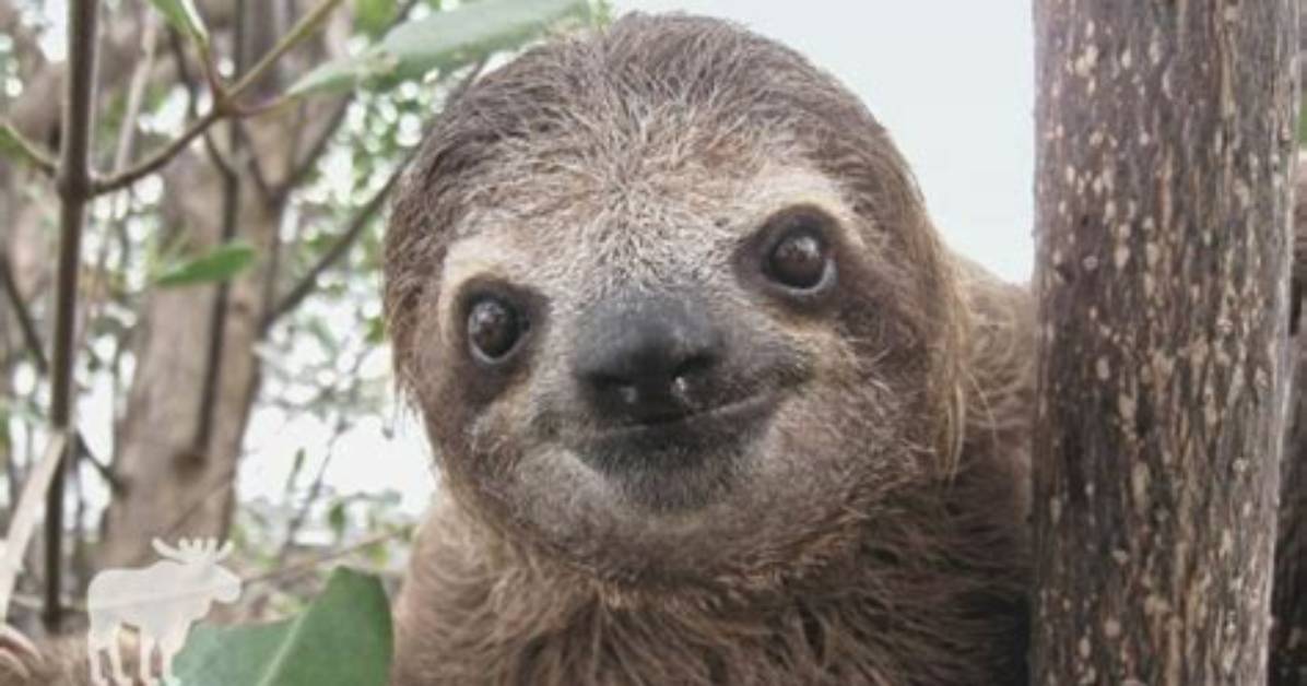 Are Sloths Ever Fast?