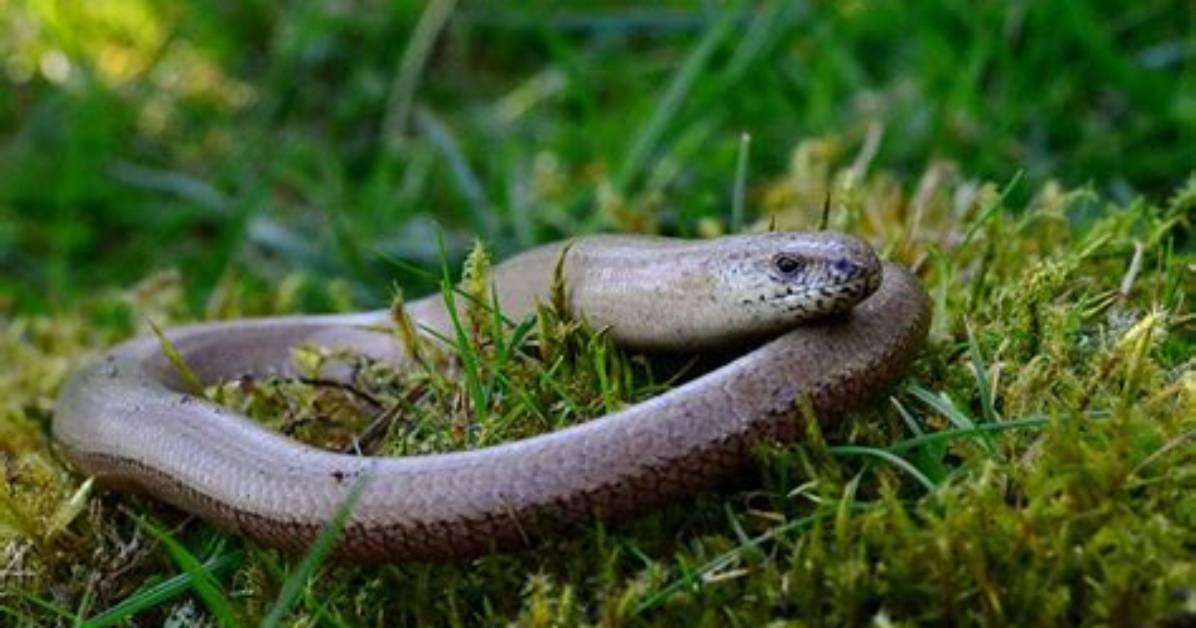 Are Slow Worms Dangerous?