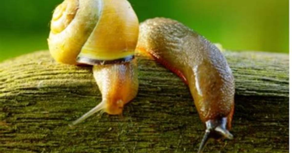Are Snails and Slugs the Same?