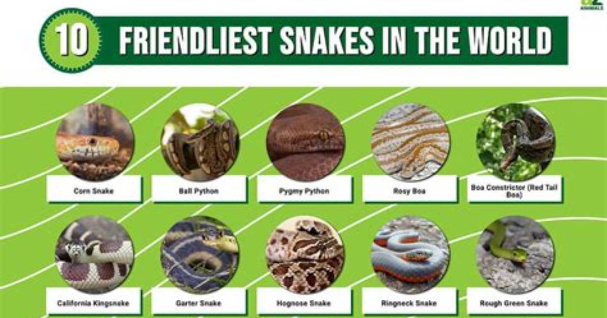 Are Snakes Friendly?