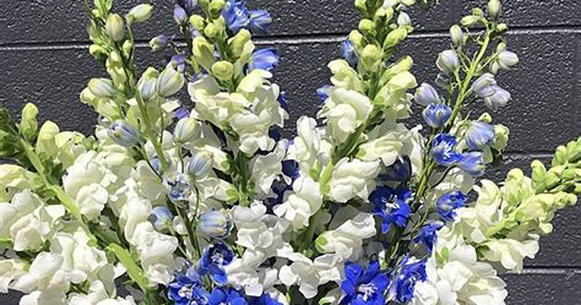 Are Snapdragons Blue