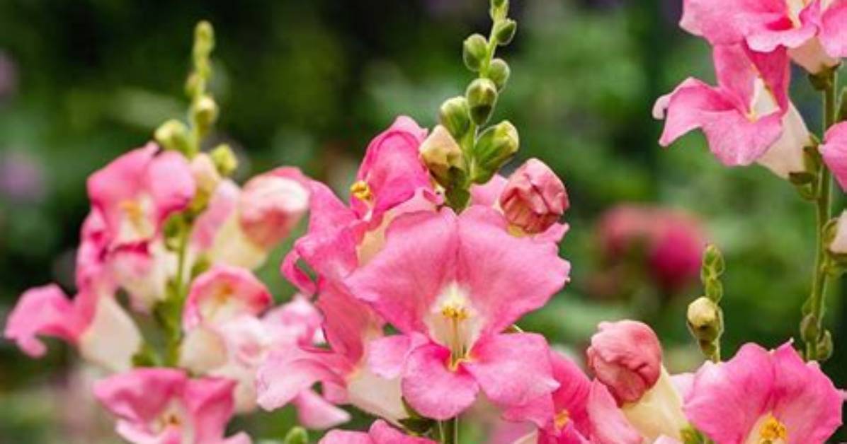 Are Snapdragons Perennials