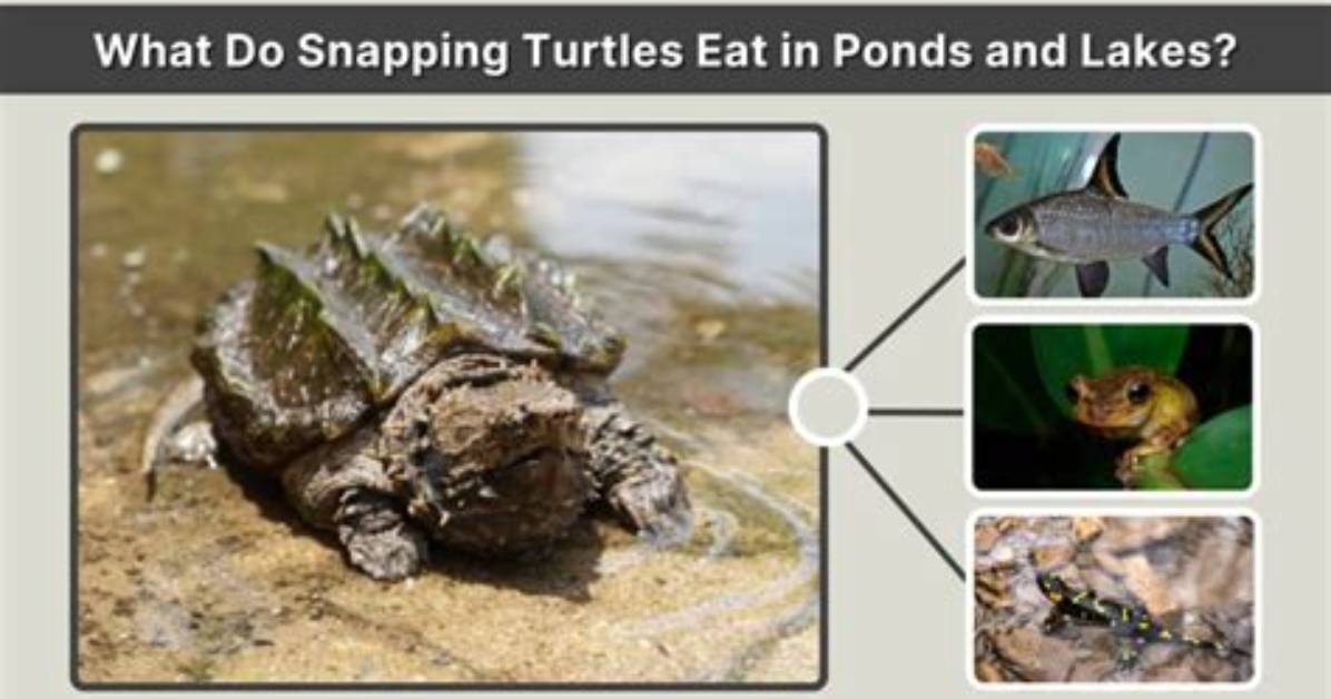 Are Snapping Turtles Harmful to Ponds