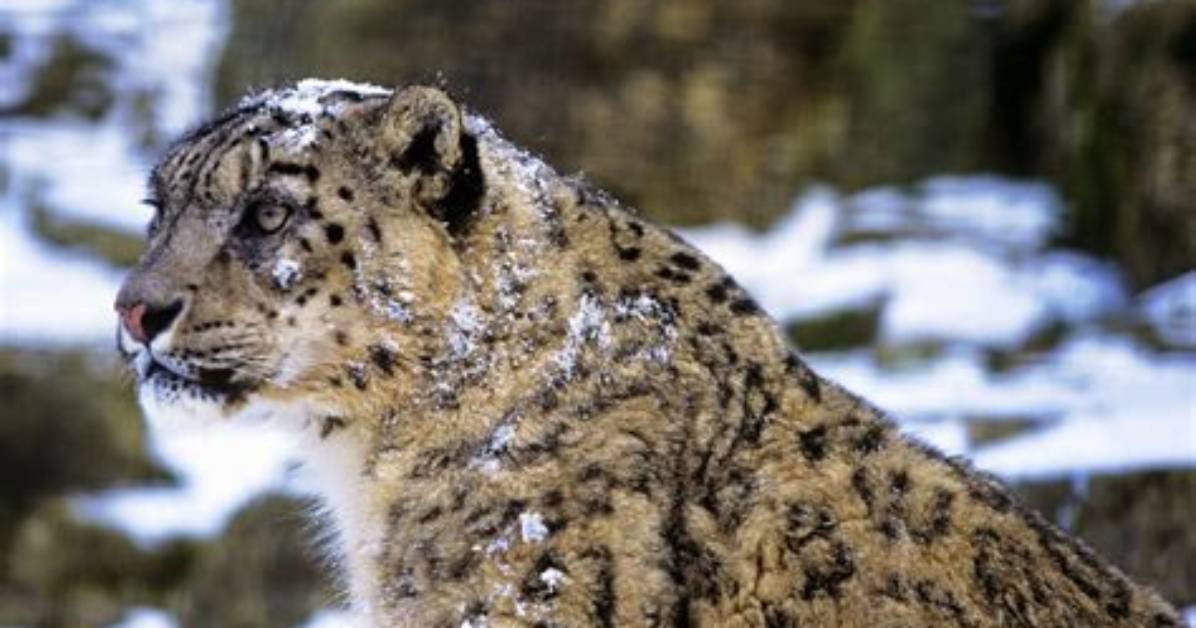 Are Snow Leopards Cold Blooded?