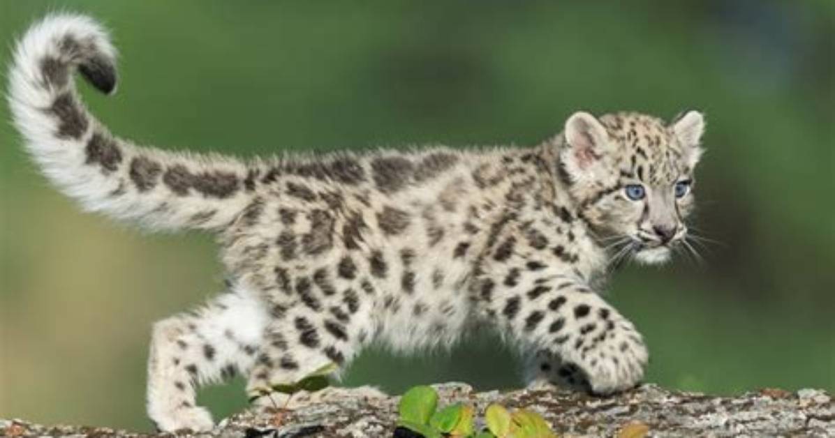 Are Snow Leopards Soft?