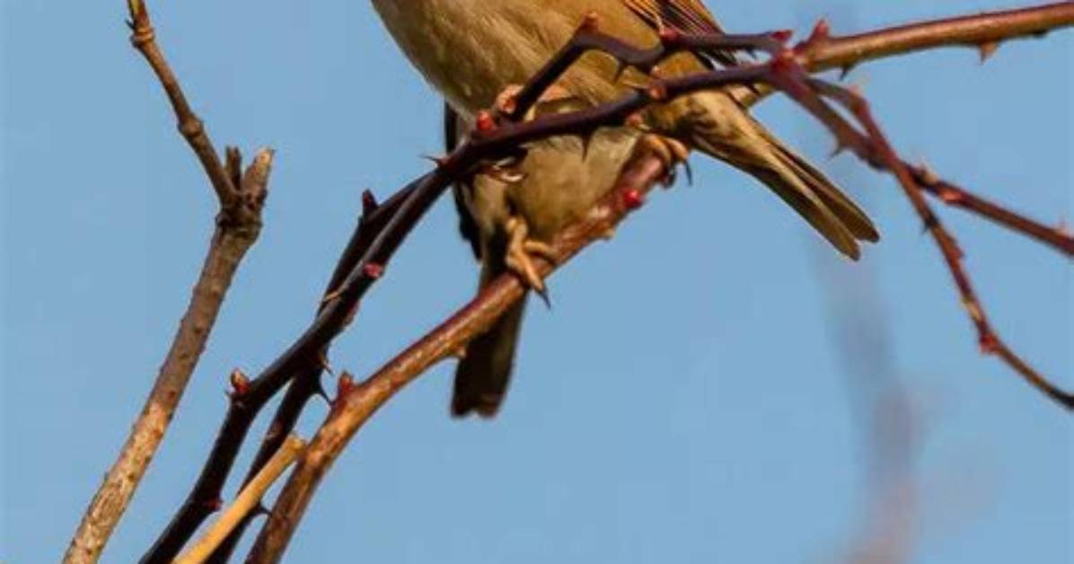 Are Sparrows Good Luck?