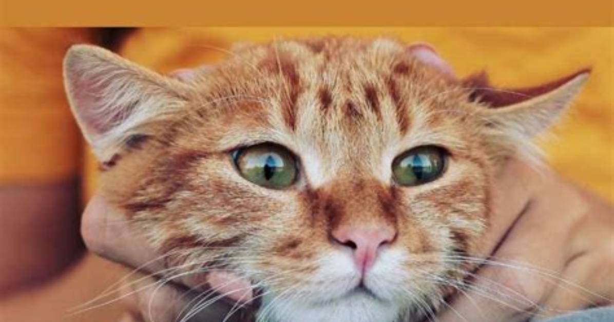 Are Spayed Cats More Affectionate?