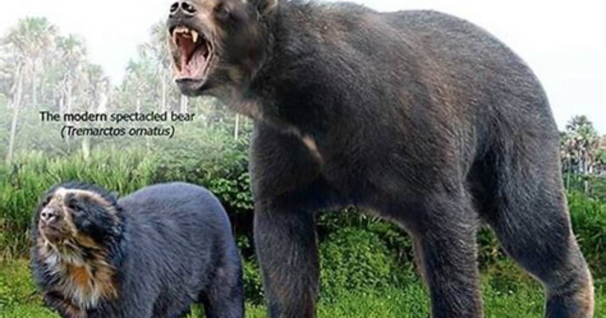 Are Spectacled Bears Extinct?