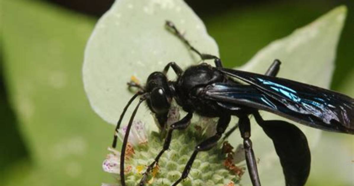 Are Sphex Pensylvanicus Dangerous?