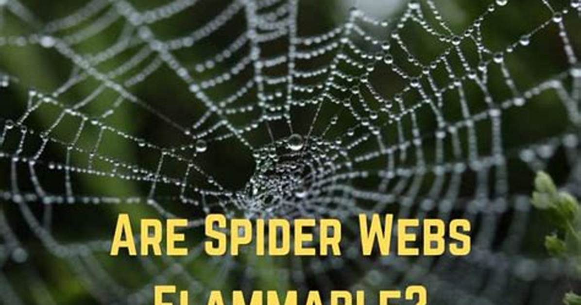Are Spider Webs Flammable
