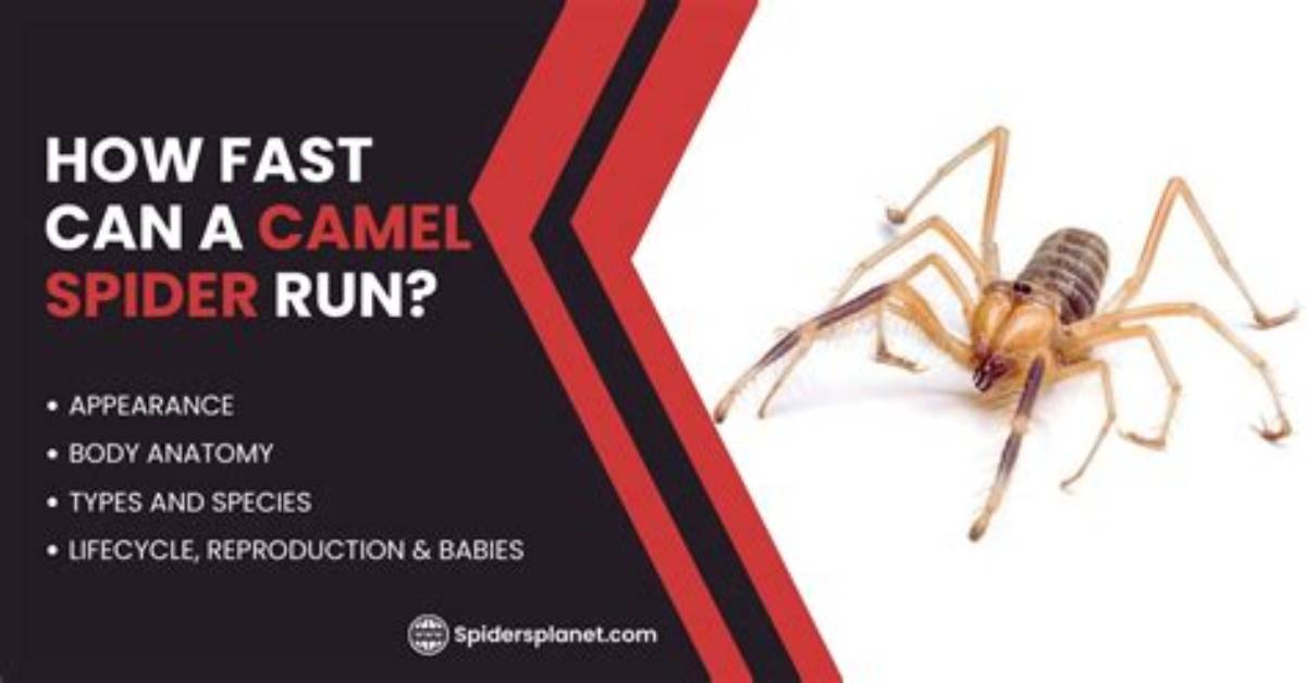 Are Spiders Fast or Slow