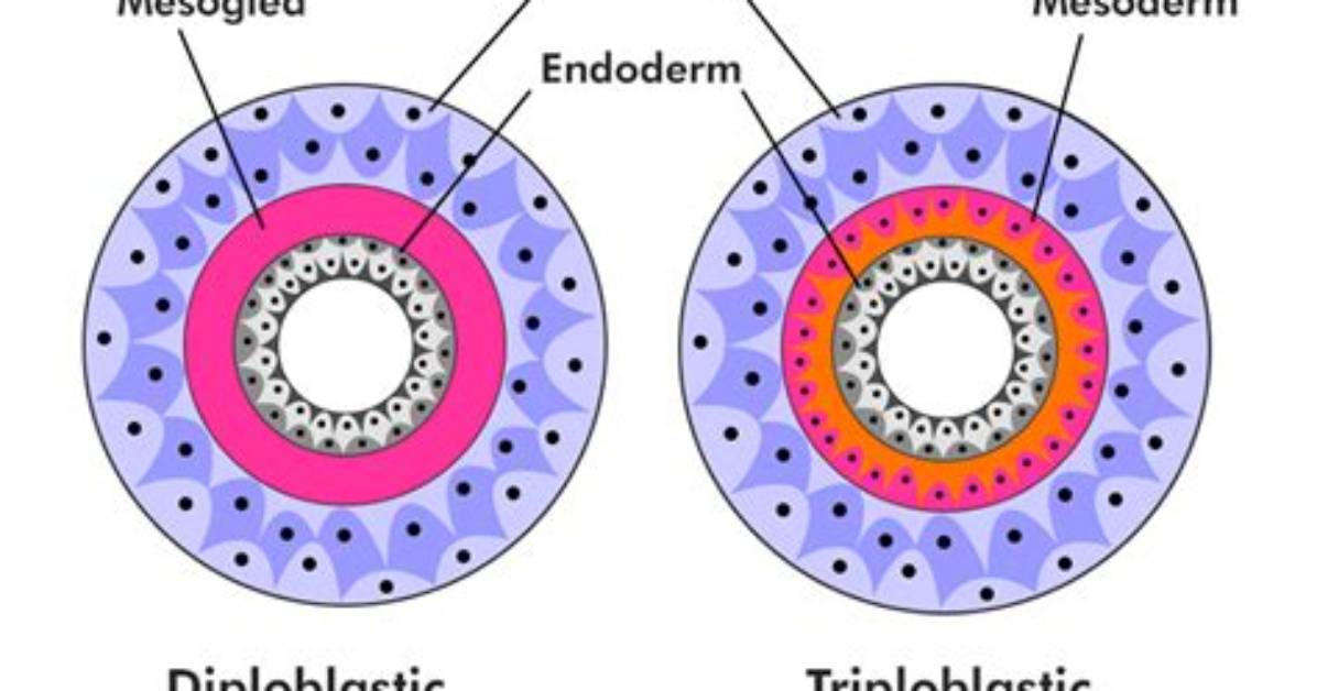 Are Sponges Diploblasts