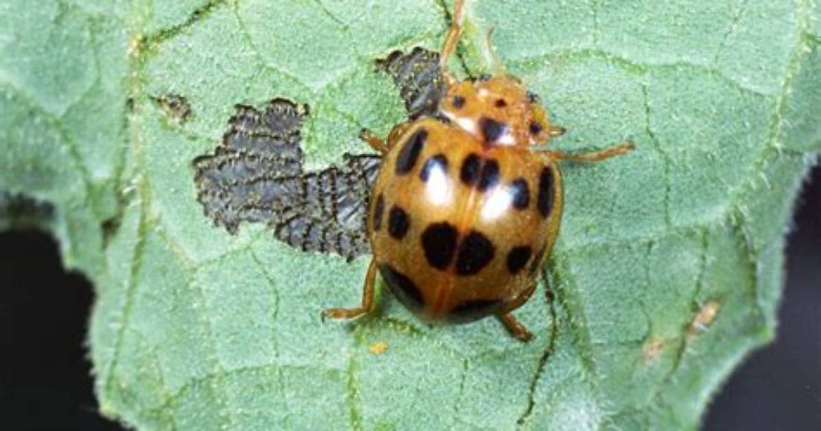 Are Squash Beetles Harmful