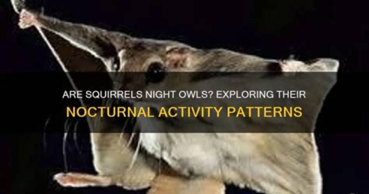 Are Squirrels Active at Night?