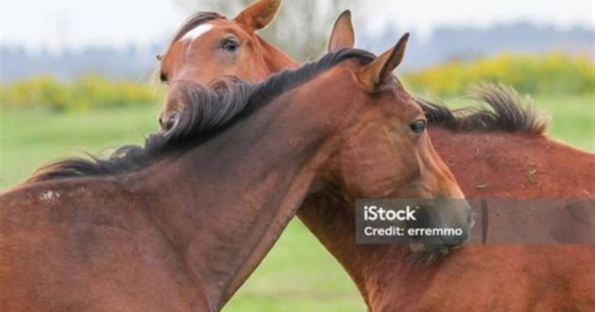 Are Stallions Affectionate?