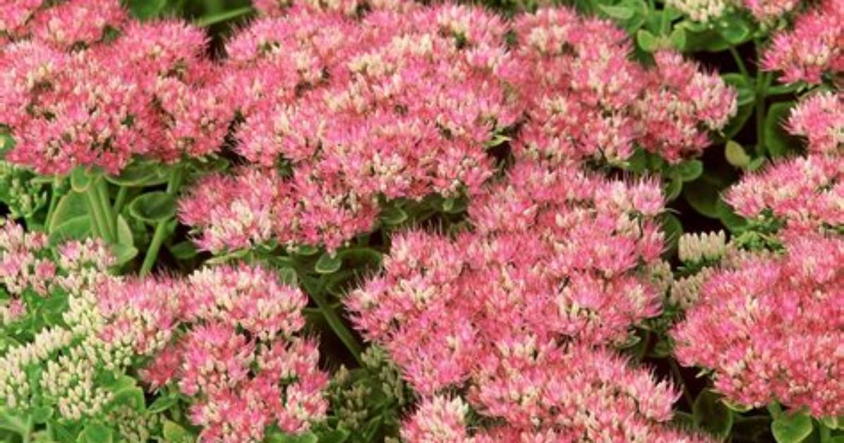 Are Stonecrop Perennials