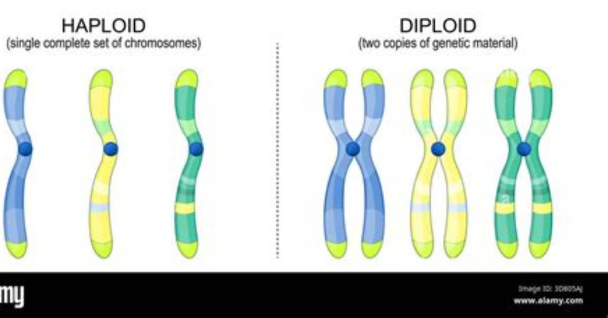 Are Strobilus Haploid or Diploid?