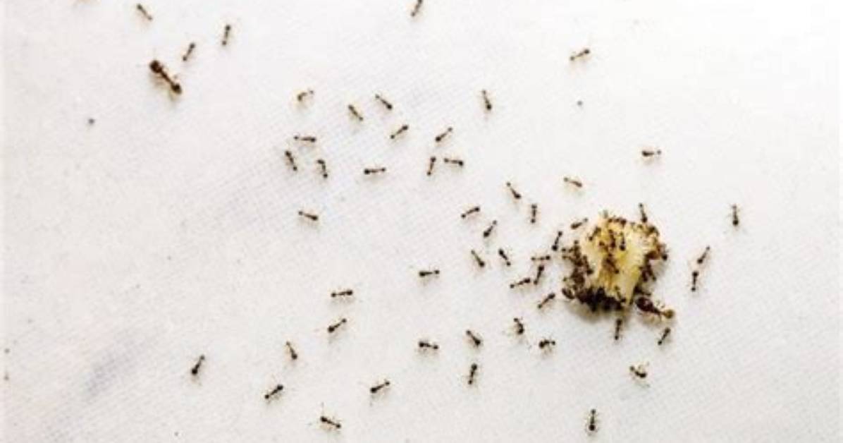 Are Sugar Ants Small?