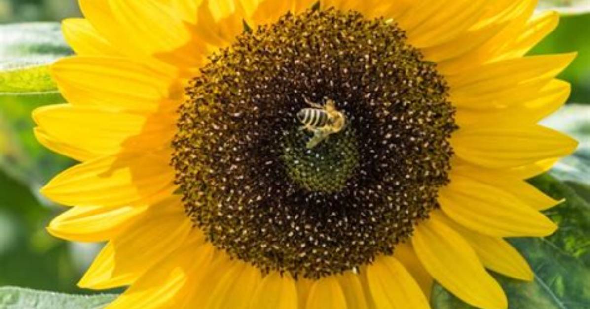 Are Sunflowers Bee Friendly