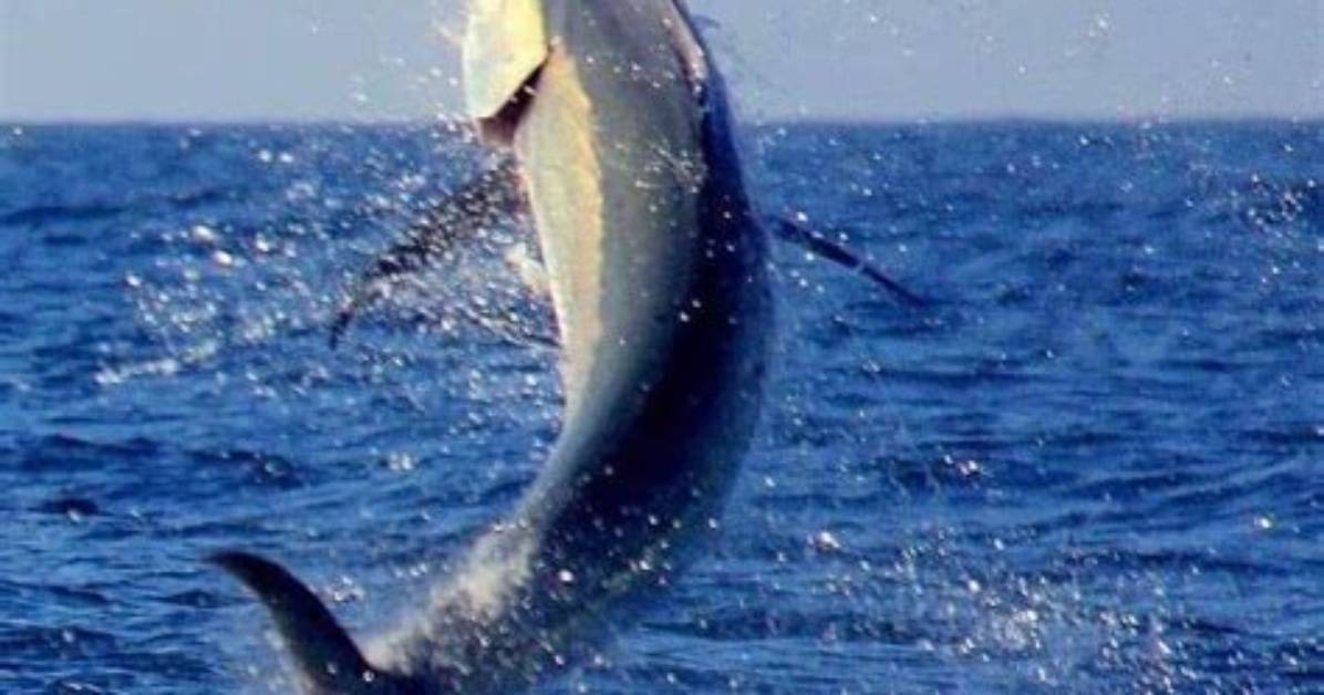 Are Swordfish Dangerous
