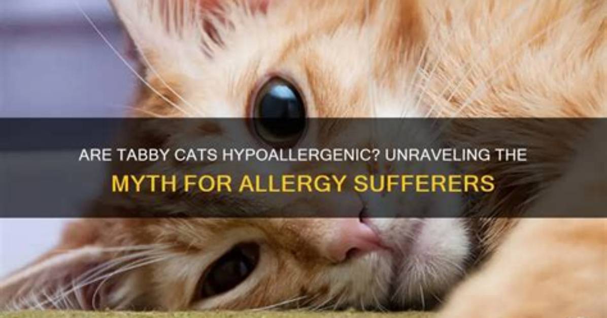 Are Tabby Cats Hypoallergenic - How to Discuss