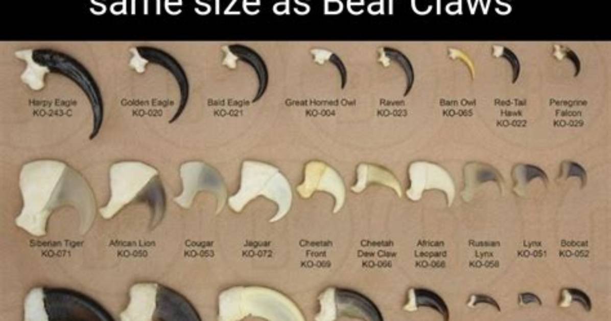 Are Talons and Claws the Same Thing?