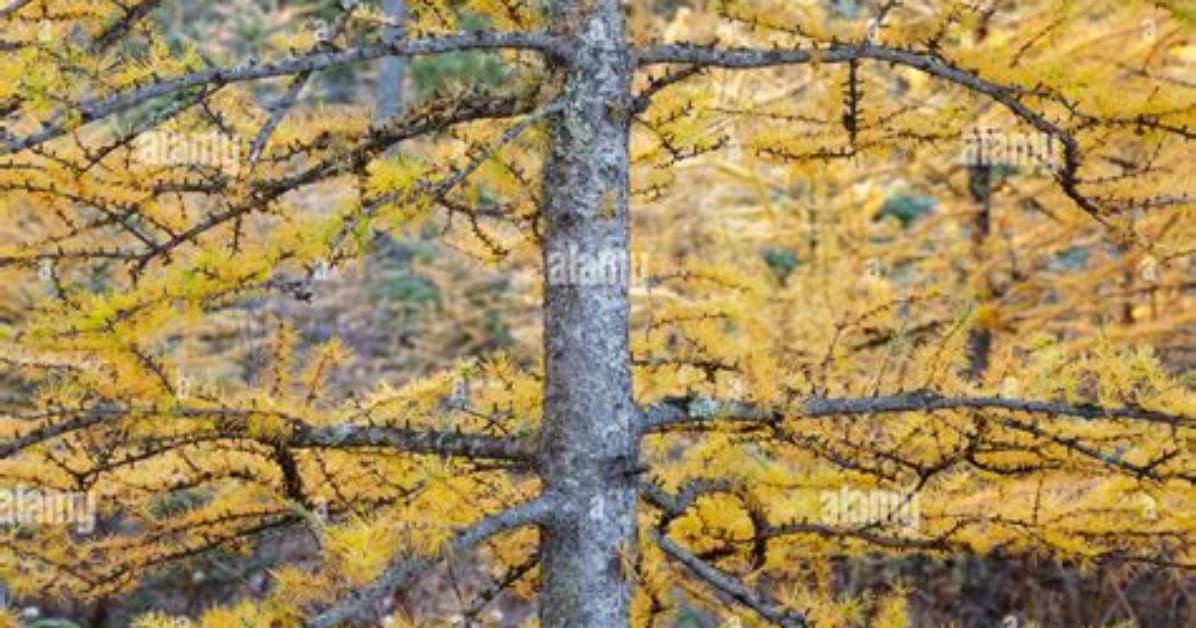 Are Tamarack and Larch the Same Tree?