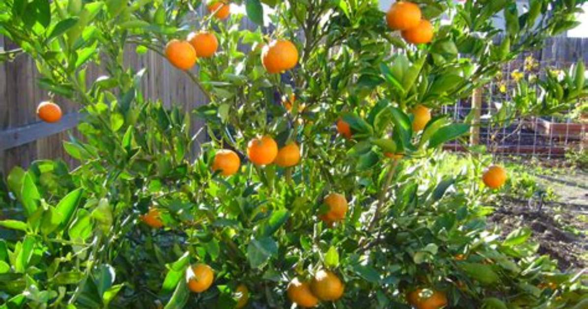 Are Tangerine Trees Self Pollinating