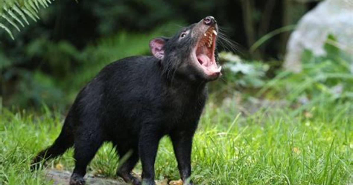 Are Tassie Devils Endangered?
