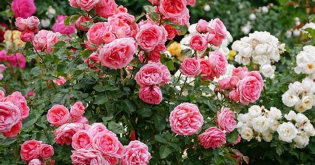 Are Tea Roses Fragrant?
