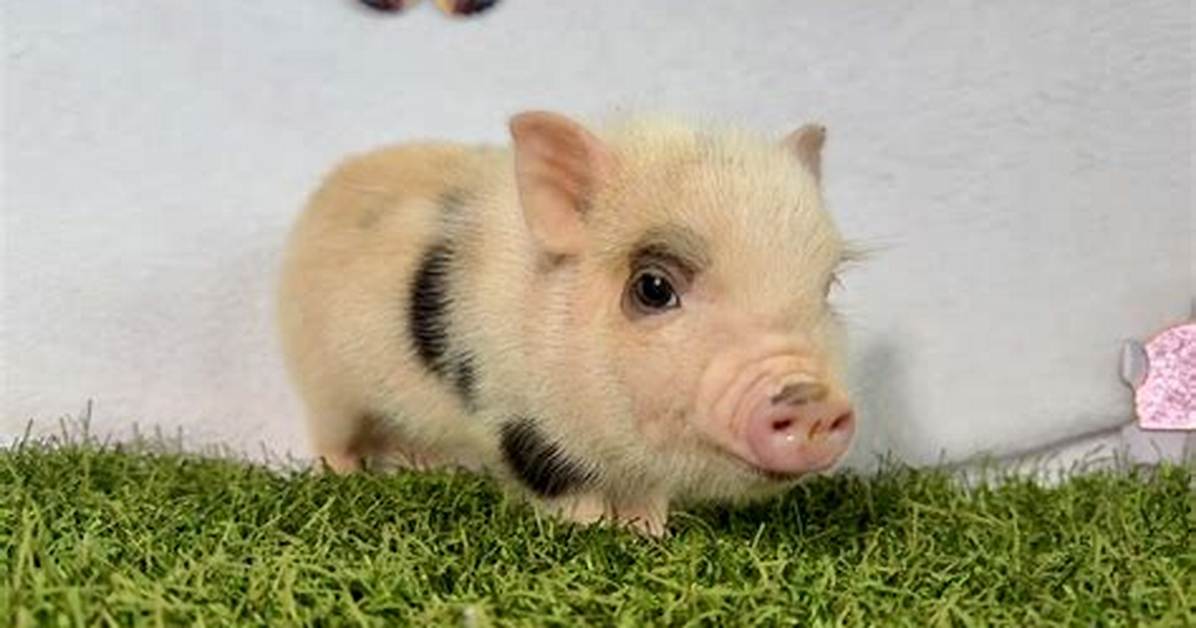 Are Teacup Pigs Real?