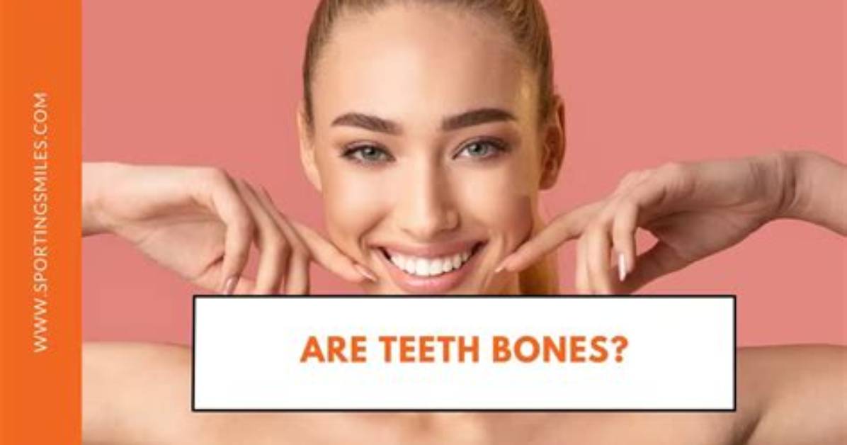 Are Teeth Bones or Organs?