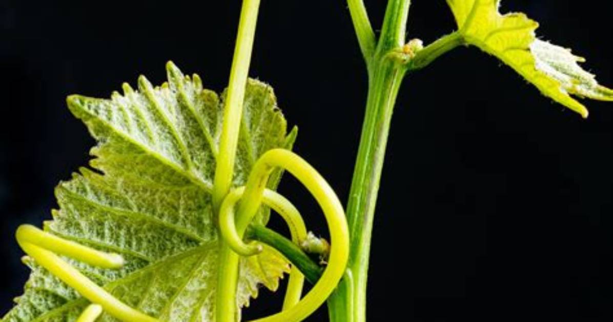 Are Tendrils Leaves or Stems?