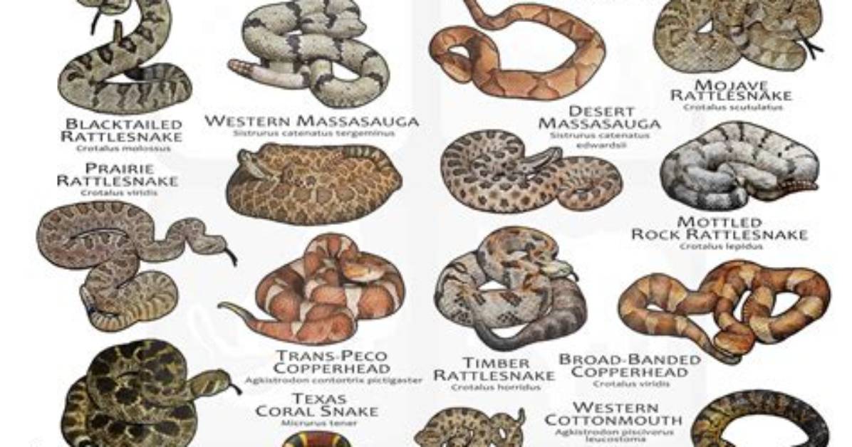 Are Texas Snakes Bad