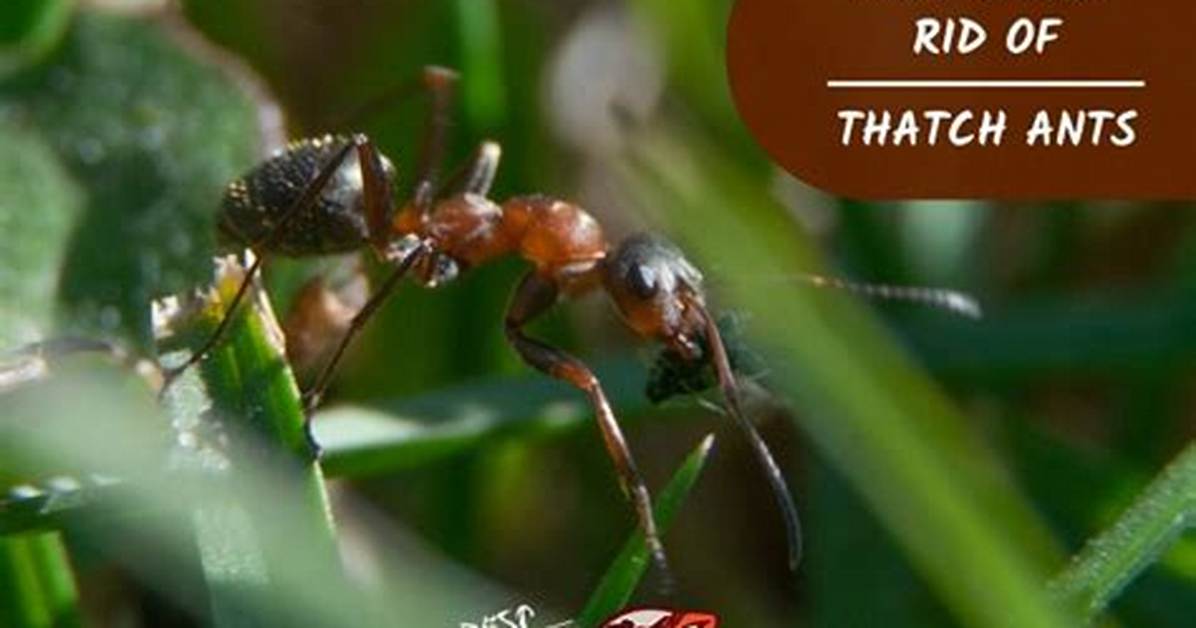 Are Thatch Ants Dangerous