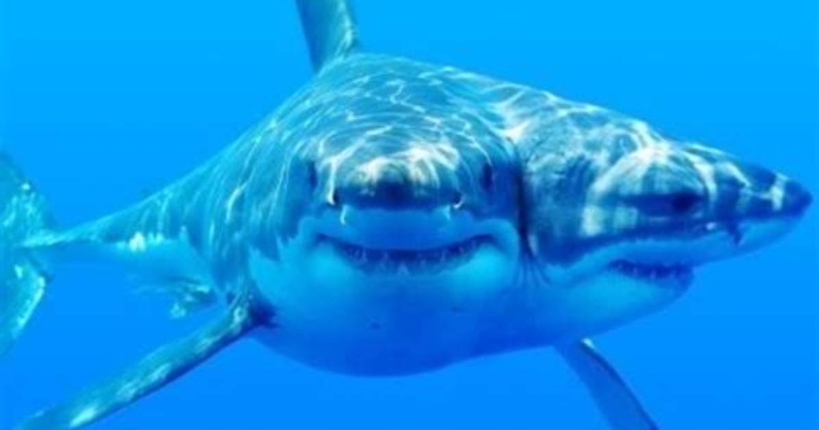 Are There 2 Headed Sharks?