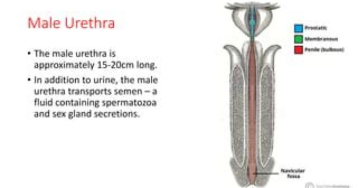 Are There 2 Urethras?