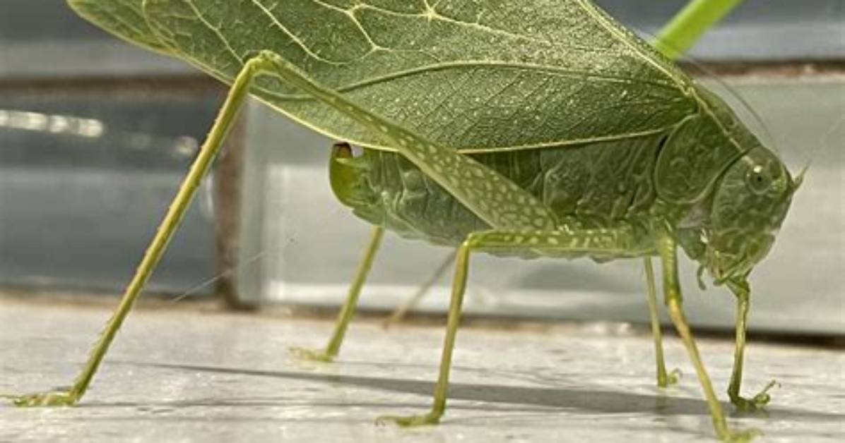 Are There Brown Katydids