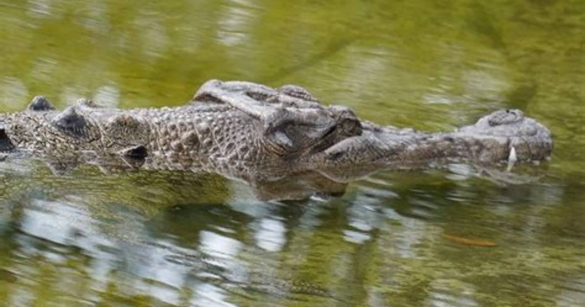 Are There Crocodiles in Proserpine?
