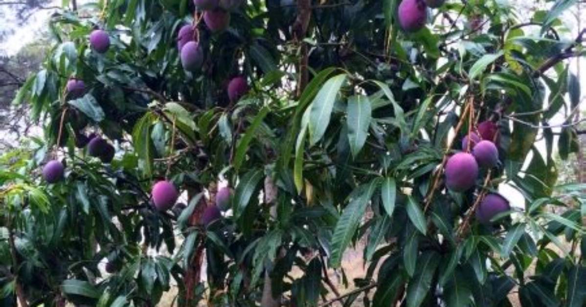 Are There Dwarf Mango Trees?
