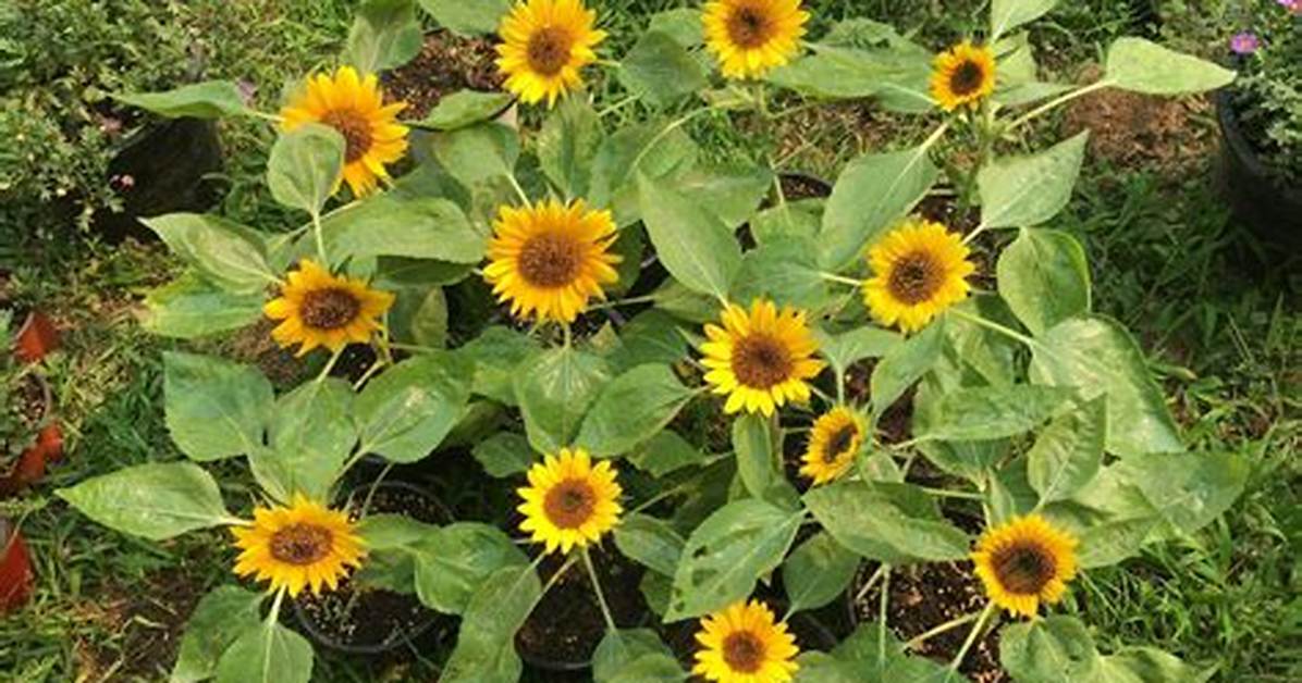 Are There Dwarf Sunflowers