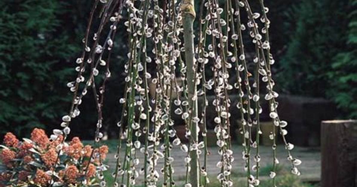 Are There Dwarf Willow Trees?
