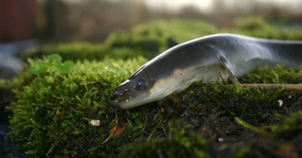 Are There Eels in the Uk?