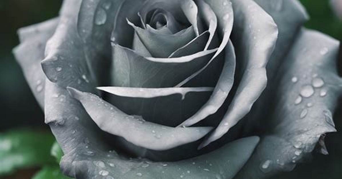 Are There Grey Roses? | Contextresponse. Com